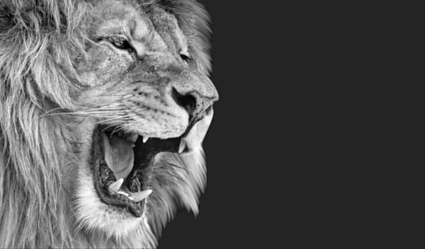 Jesus the Lion of Judah Roars