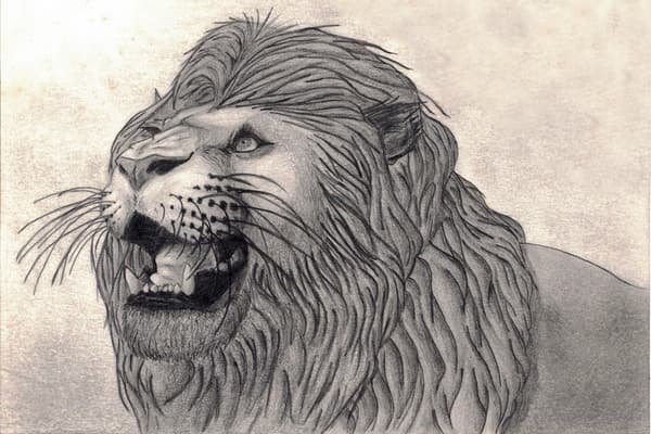 Roaring Lion of Judah Drawing