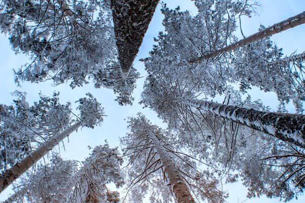 Conceptual Image of Towering Forest Trees to Represent Questions About Spiritual Gifts