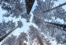 Conceptual Image of Towering Forest Trees Representing Questions About Spiritual Gifts