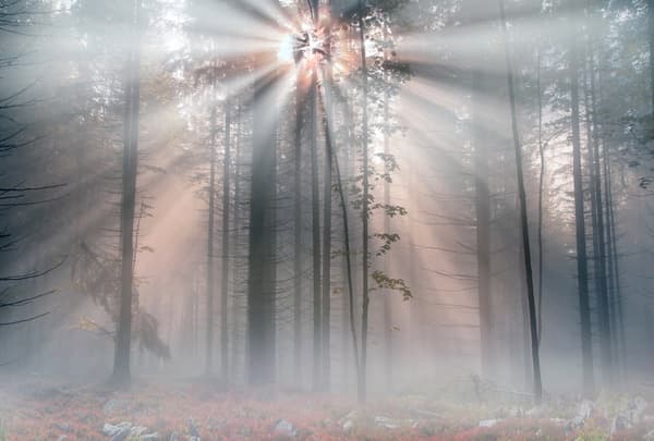 Sunny Fall Morning in Mountain Forest